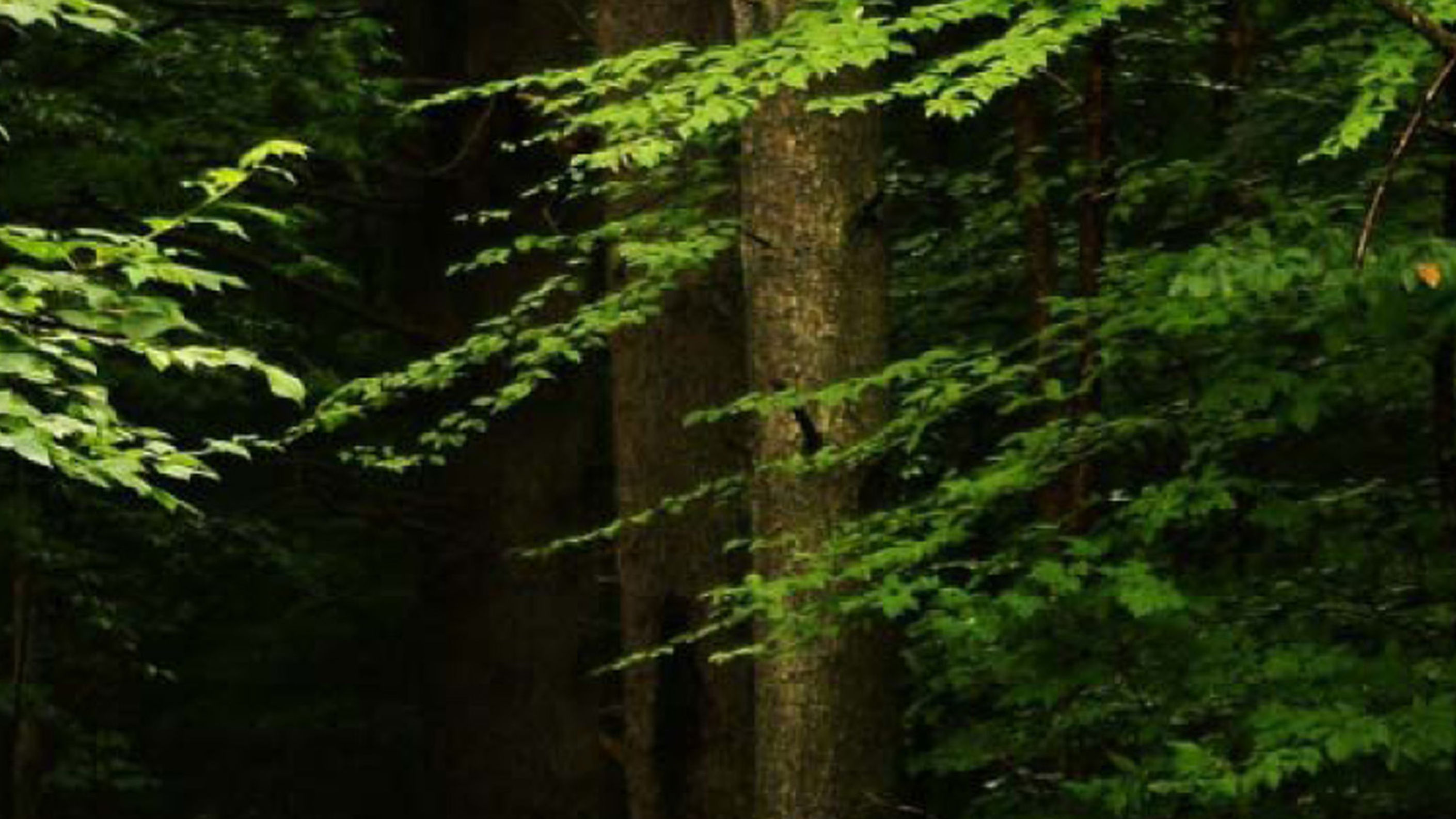 Nature Captured on Video